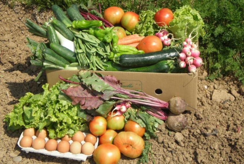 Tendencias Gastronómicas 2025: Innovación, Sostenibilidad y Nuevos Sabores